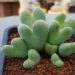 Un romantico cespuglio di cuori: i Conophytum bilobum