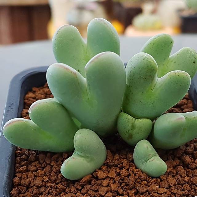 Un romantico cespuglio di cuori: i Conophytum bilobum