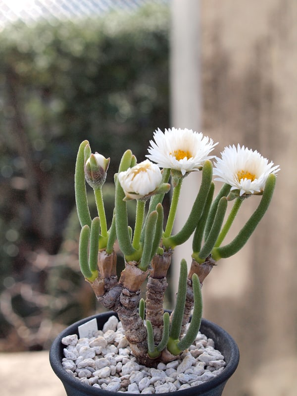 La fioritura della Monilaria obconica