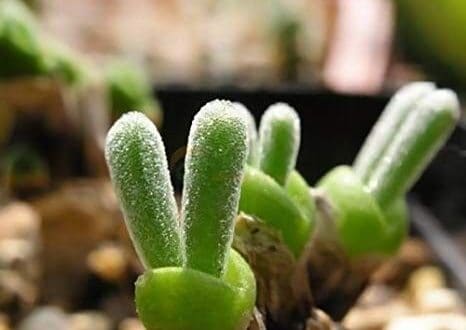 Monilaria obconica, la succulenta con le orecchie da coniglio