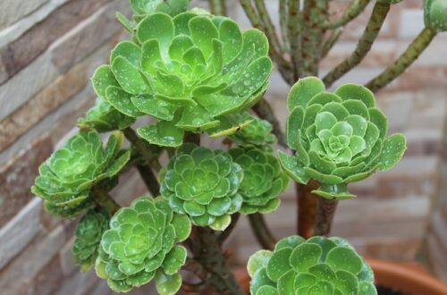 Aeonium: rinvaso, potatura, propagazione