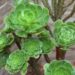 Aeonium: rinvaso, potatura, propagazione