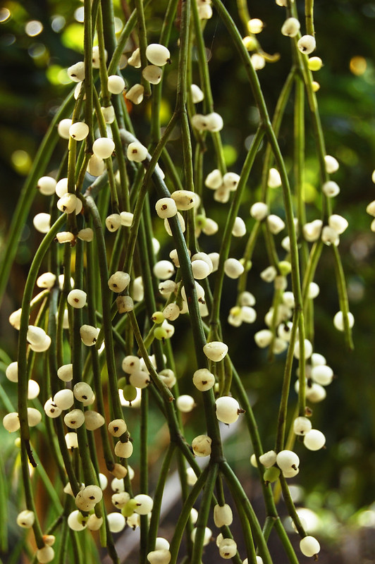 Rhipsalis baccifera: dal rinvaso ai problemi comuni