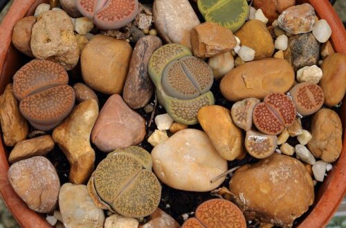 Lithops: le piante grasse che si mimetizzano tra le pietre