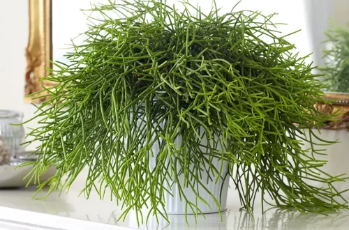 Rhipsalis baccifera: il cactus vischio che allevia lo stress