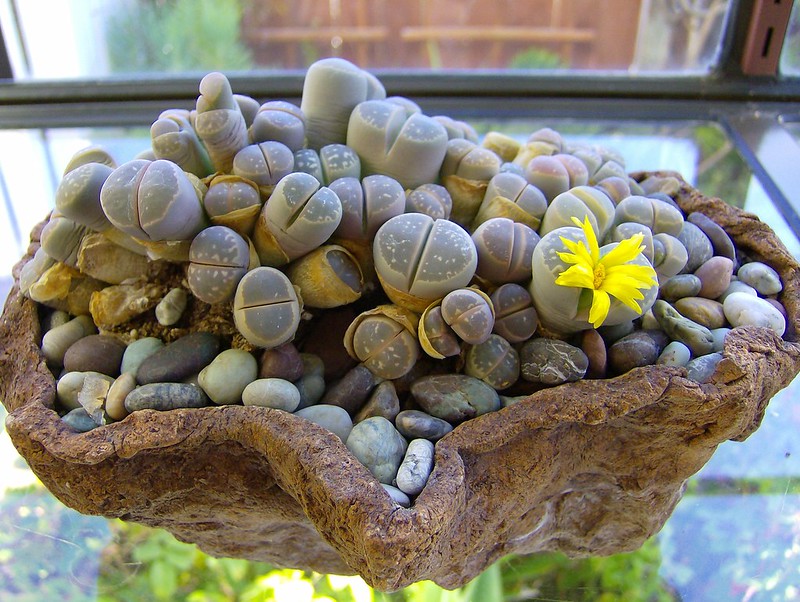 come coltivare i Lithops