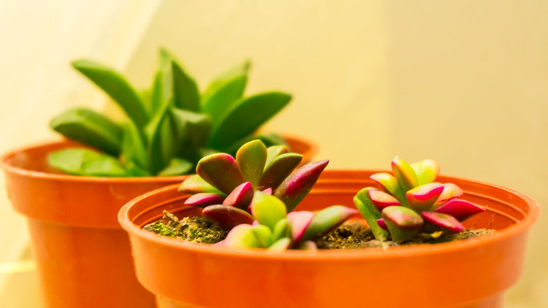 Come coltivare l’Anacampseros rufescens