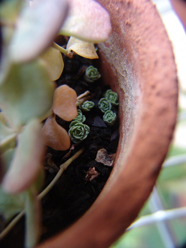 germogli del Sedum sieboldii