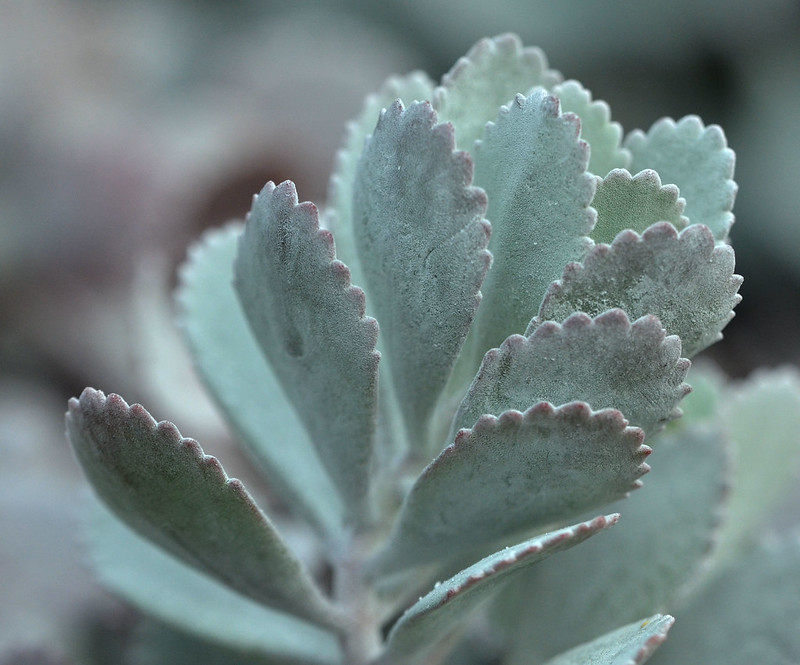 Caratteristiche generali della Kalanchoe pumila