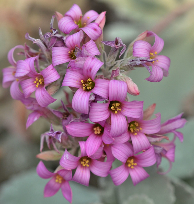 La fioritura della Kalanchoe pumila