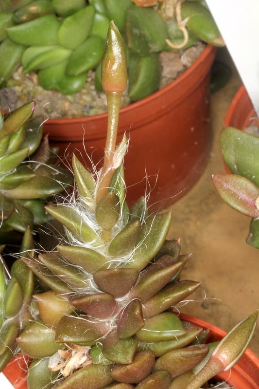 Stelo fiorifero anacampseros rufescens