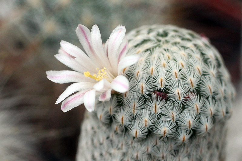 Mammillaria: dal rinvaso ai problemi comuni