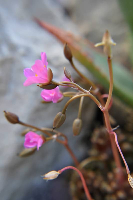 infiorescenze anacampseros rufescens