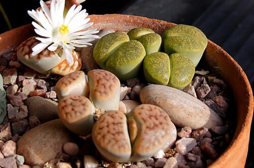 Lithops: fioritura, rinvaso, propagazione e problemi comuni