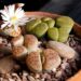 Lithops: fioritura, rinvaso, propagazione e problemi comuni