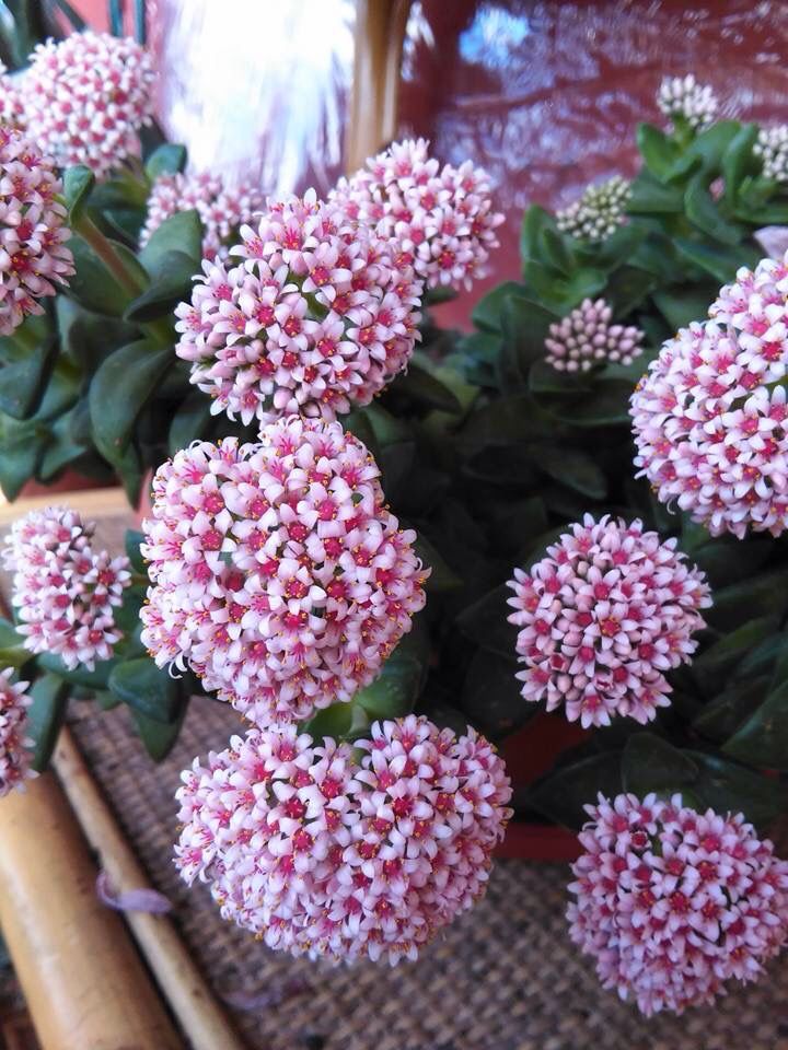 la fioritura della crassula springtime