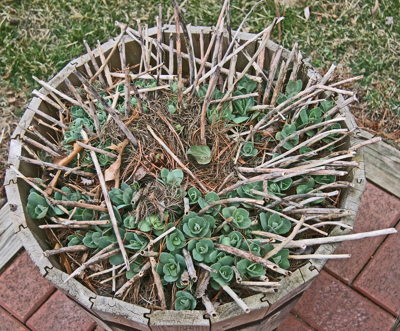 germogli del Sedum sieboldii