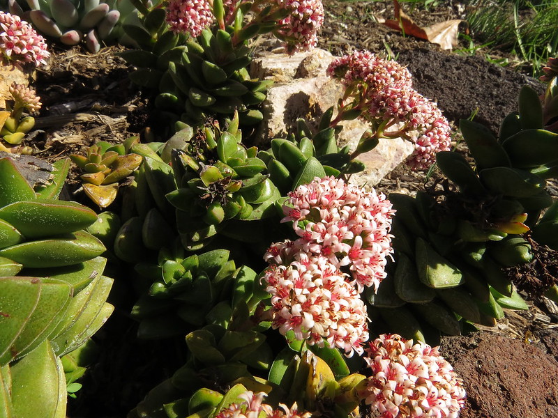 la potatura della crassula springtime