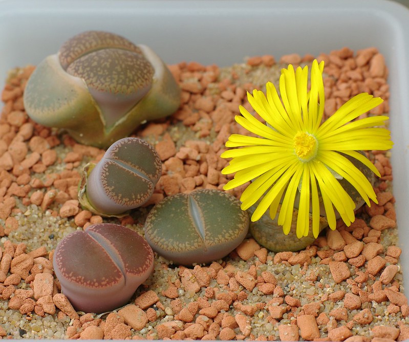 Il ciclo di vita dei Lithops