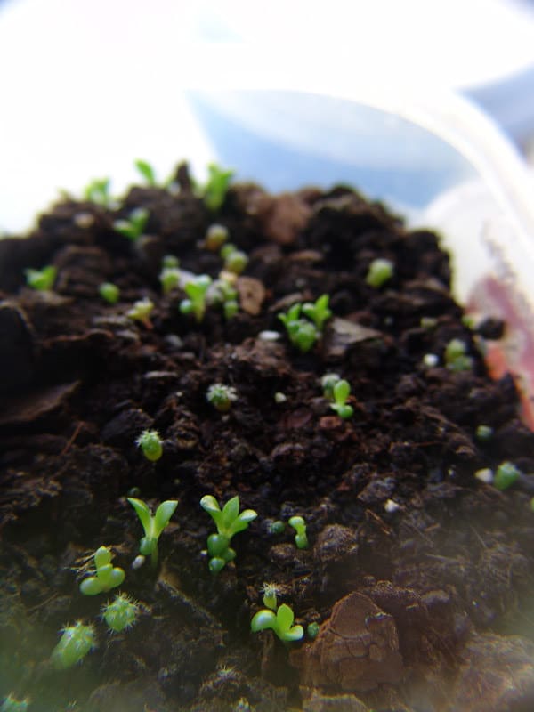 propagazione per seme dell'anacampseros rufescens