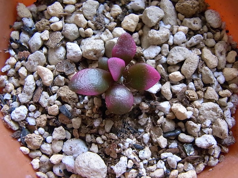 propagazione per divisione dell'anacampseros rufescens