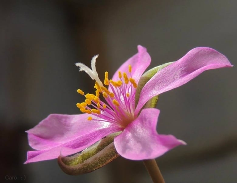 La fioritura dell'anacampseros rufescens