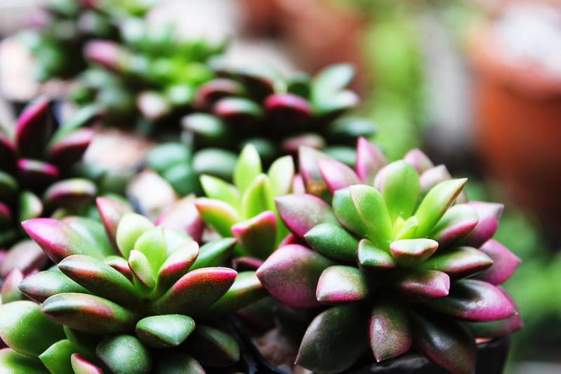 Anacampseros rufescens, la pianta dell’amor perduto