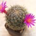 Mammillaria: guida completa alla coltivazione