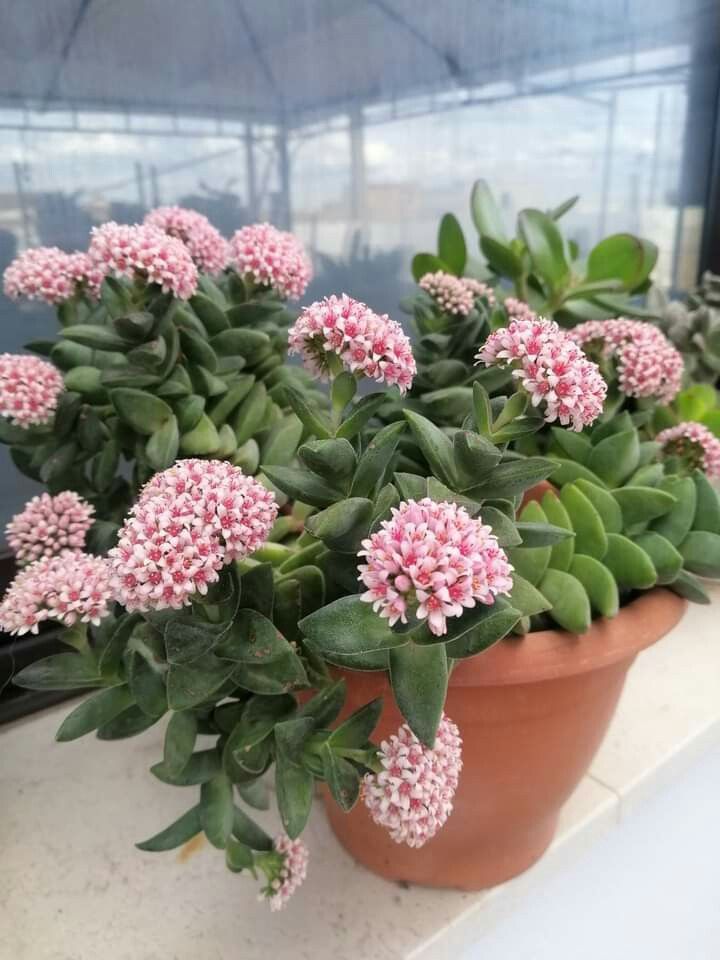 Come coltivare la Crassula “Springtime”