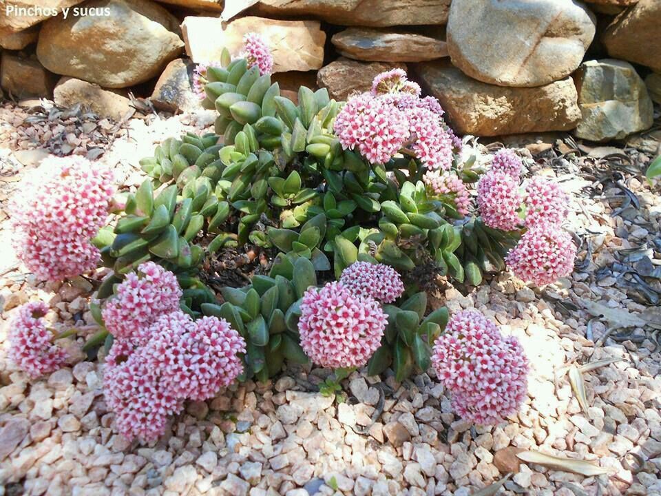 Crassula “Springtime”: coltivazione e cura