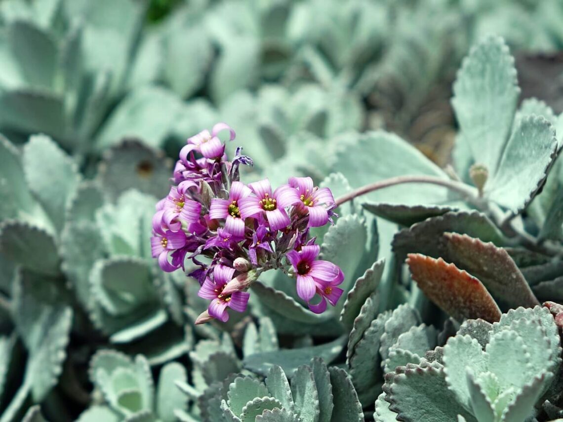 Kalanchoe pumila, la pianta grassa dall’aspetto polveroso