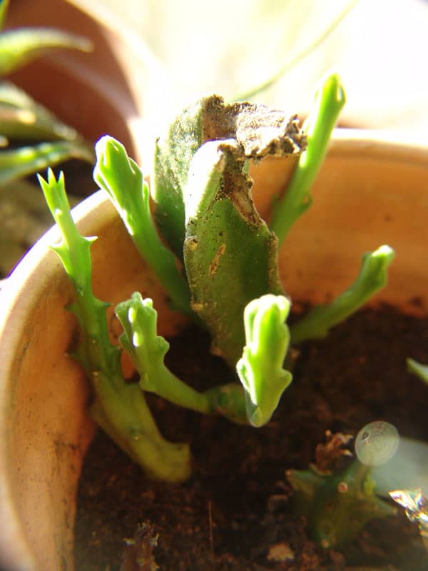 stapelia riproduzione per talea