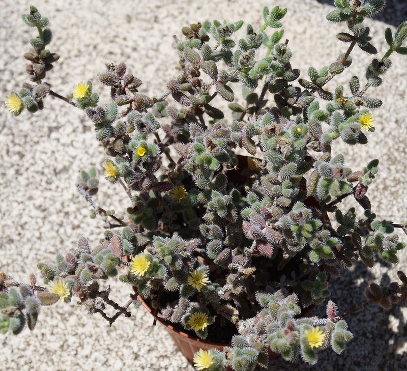 Come coltivare il Delosperma Echinatum