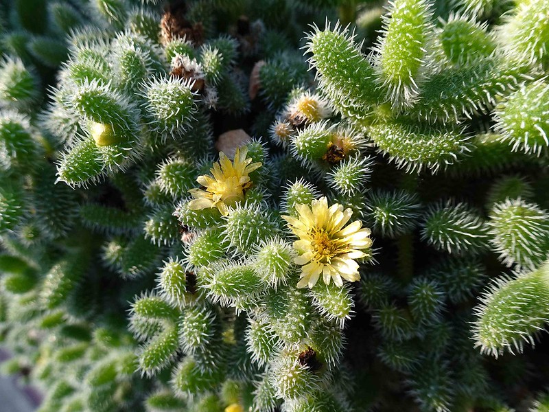 La fioritura del Delosperma echinatum