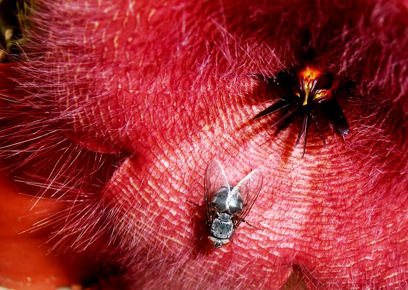 impollinazione della stapelia