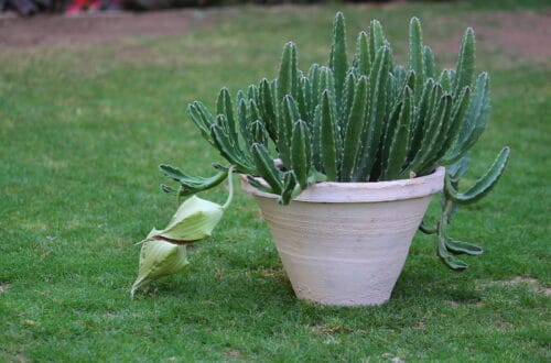 Stapelia: dal rinvaso ai problemi comuni