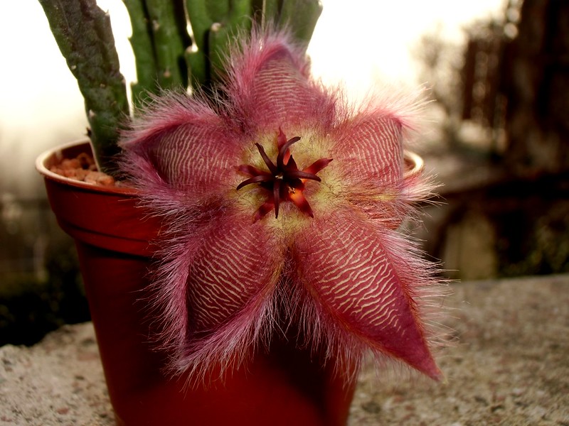 Stapelia: lo strano caso del Cactus Stella Marina