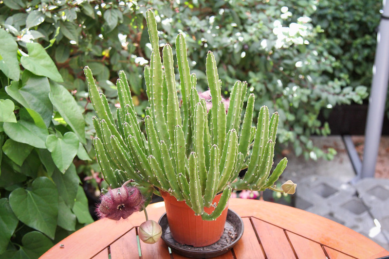 Come coltivare la Stapelia