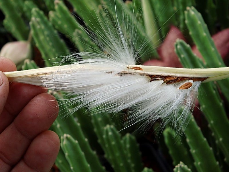 Semi di Stapelia