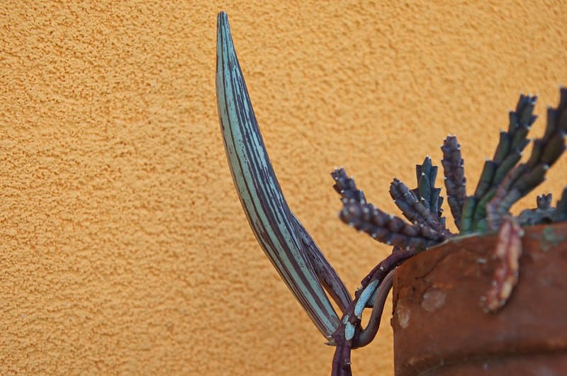 Baccello semi Stapelia