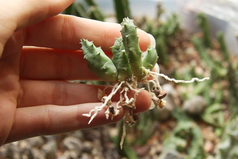 propagazione per divisione della Stapelia