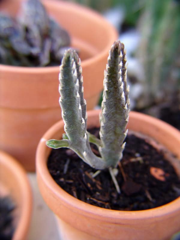 stapelia riproduzione per talea