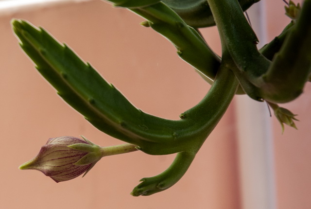 Caratteristiche generali della Stapelia