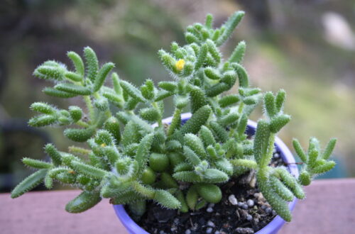 Delosperma Echinatum: cos’è e come si coltiva la pianta dei sottaceti