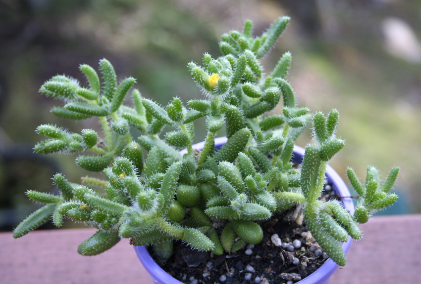 Delosperma Echinatum: cos’è e come si coltiva la pianta dei sottaceti