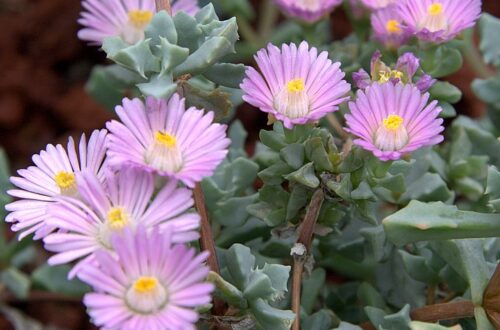 Oscularia deltoides: una nuvola di fiori rosa