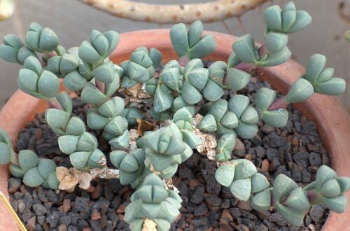 Corpuscularia lehmannii: cura e coltivazione