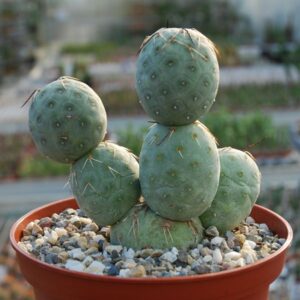 Tephrocactus geometricus: un cactus da collezione