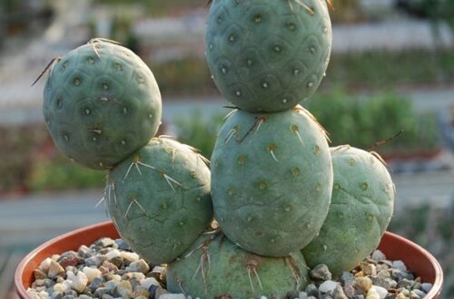 Tephrocactus geometricus: un cactus da collezione