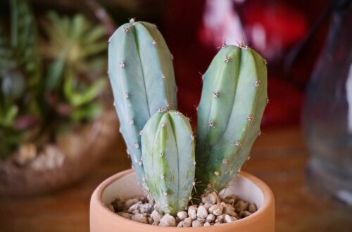 Myrtillocactus geometrizans: il cactus a forma di candelabro